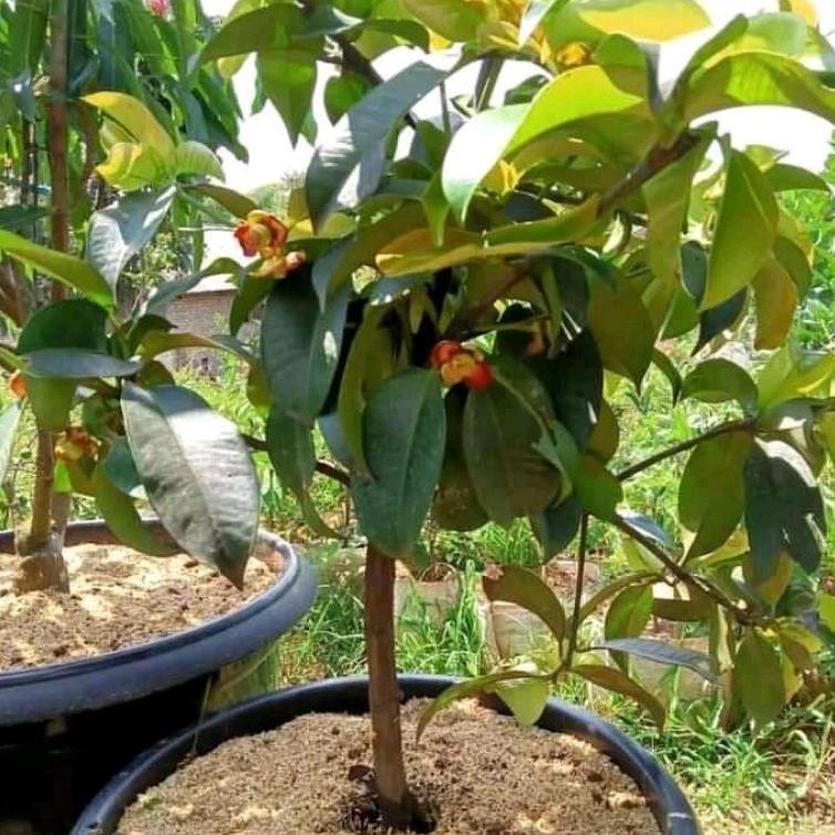 STAR  bibit manggis tanpa biji