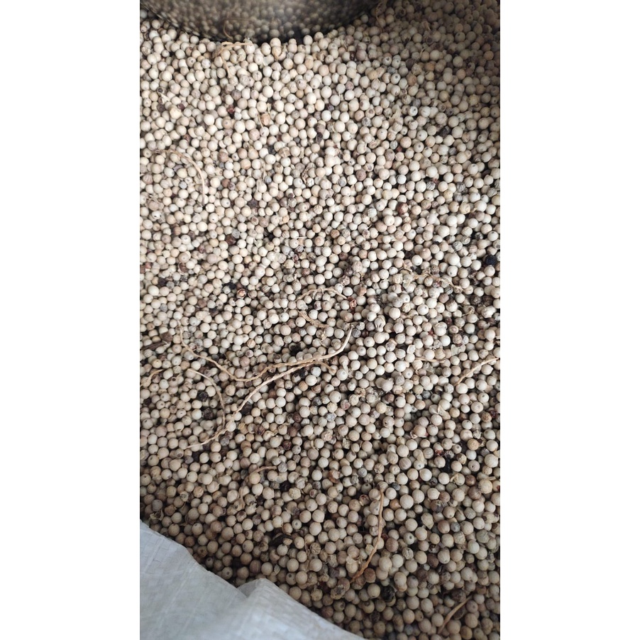 

Lada Putih Bangka Asli 250g