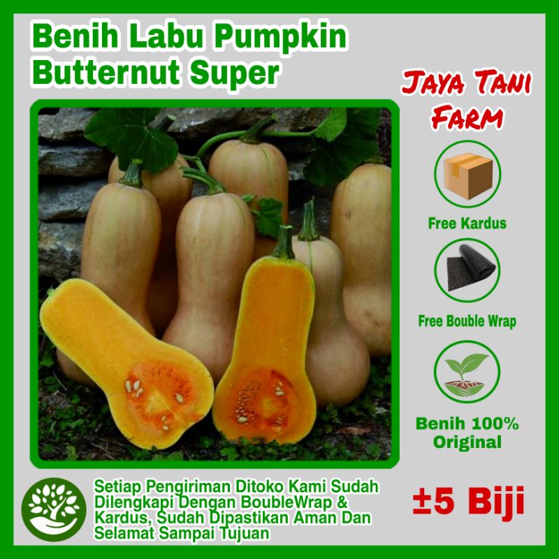 5 Biji Benih Buah Labu Pumpkin Butternut Super Unik / Benih Buah ) Bibit Buah Labu / Biji Buah LabuB