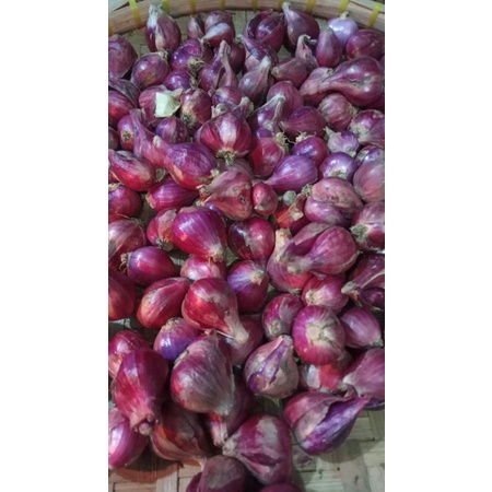 

Bawang Merah Brebes kualitas super
