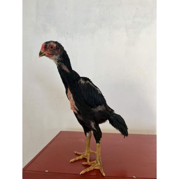 Anakan Shamo Eropa ori big size jumbo