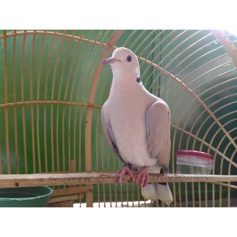 Puter Pelung Materi Lomba