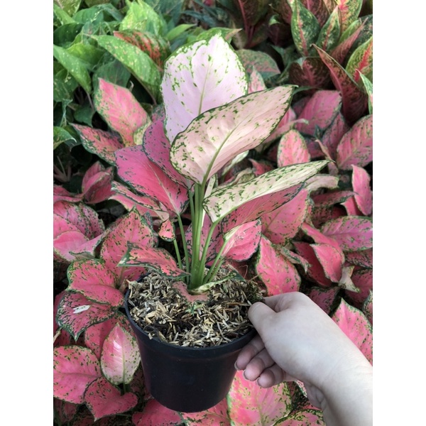 Aglaonema Sexy Ruby