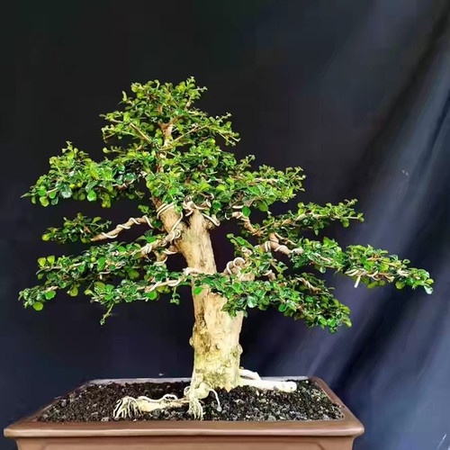 Bibit Bonsai Kemuning Mikro