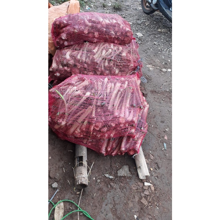 Bibit Talas Beneng Asli Pandeglang dan Pucuk Merah Tolong Baca Deskripsi