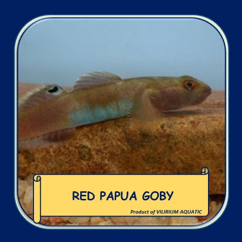 IKAN HIAS AIR TAWAR - GOBY MERAH PAPUA / RED PAPUA GOBY FISH