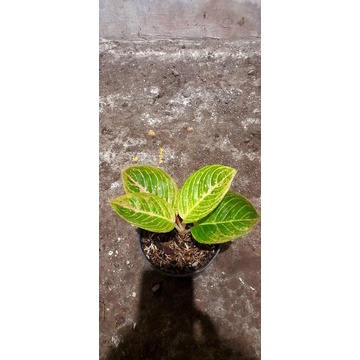 aglaonema asri merah