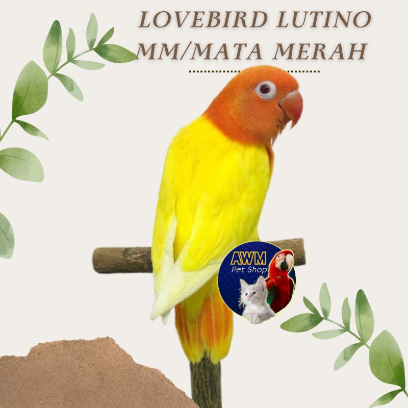 BURUNG LOVEBIRD LUTINO MATA MERAH / LUTINO MM
