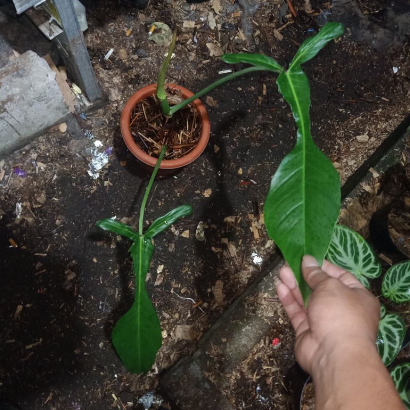 philodendron joepii