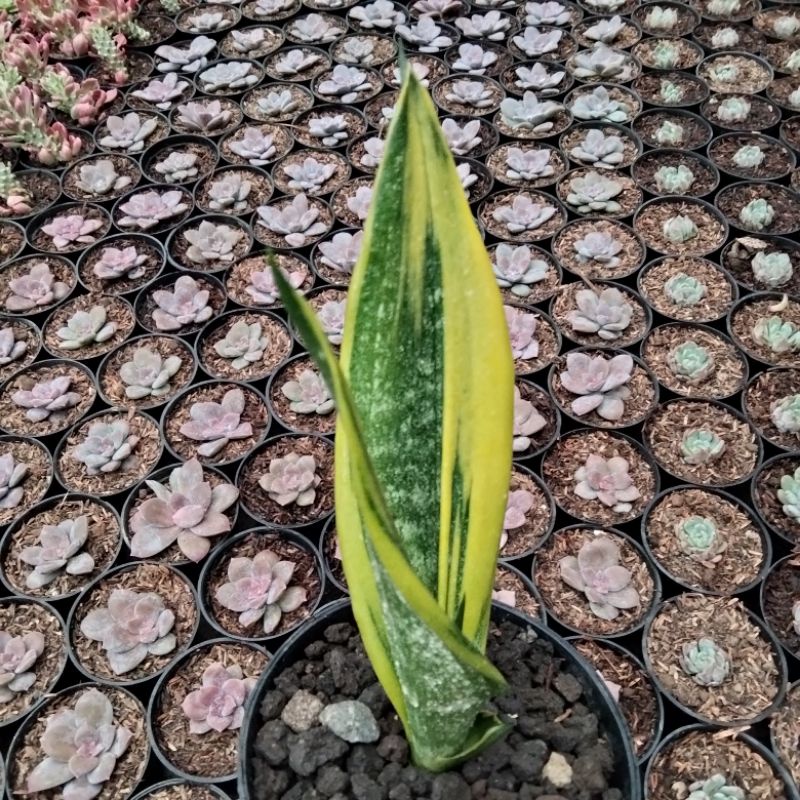 sansevieria gold flame