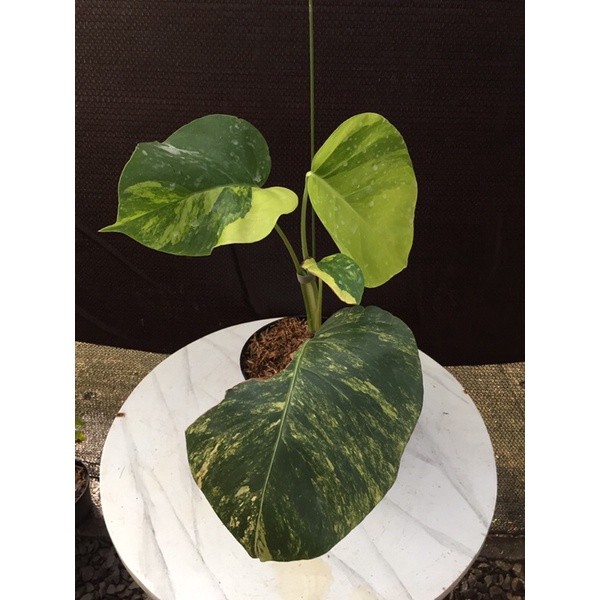 monstera marmorata ekonomis