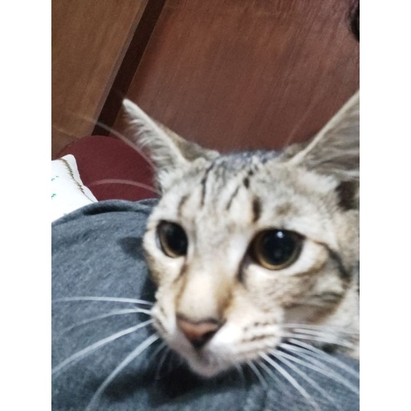 foto kucing nanti dikirim ke DM instagram