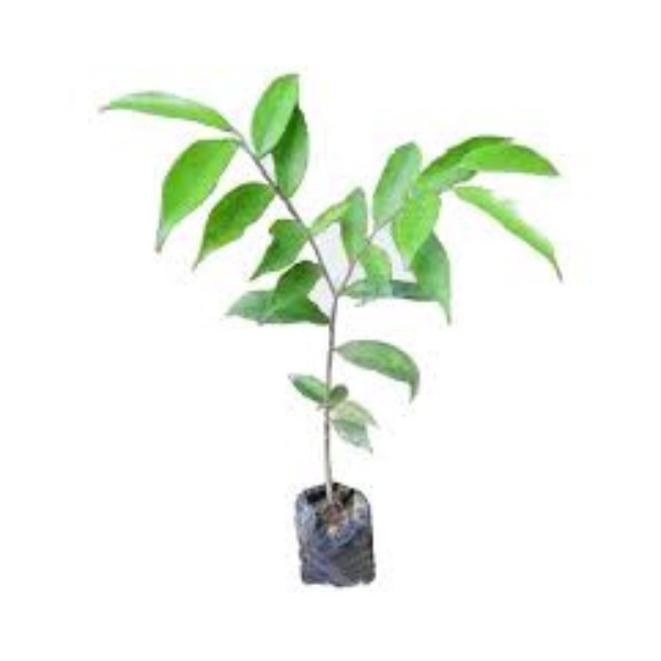 BIBIT POHON GAHARU SUPER UNGGUL BIBIT GAHARU BIBIT GAHARU SUPER UNGGUL