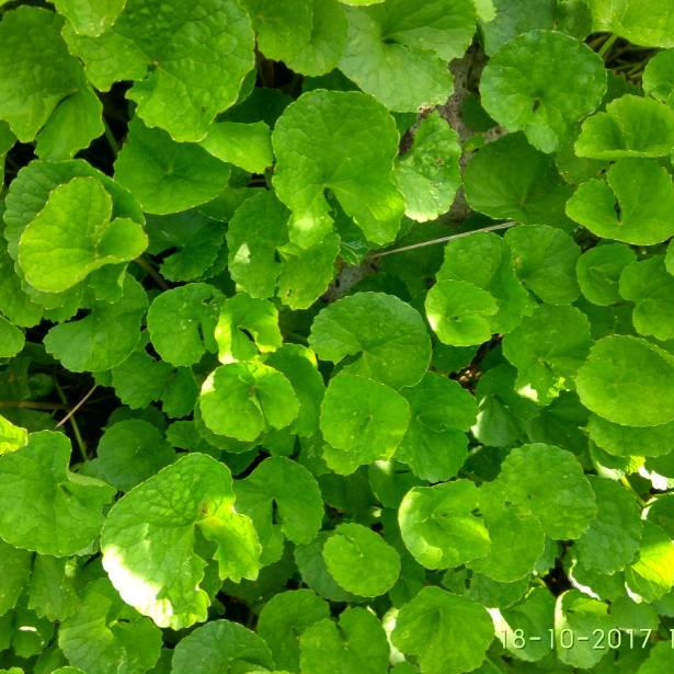 

HOT Daun pegagan segar ♖ 878