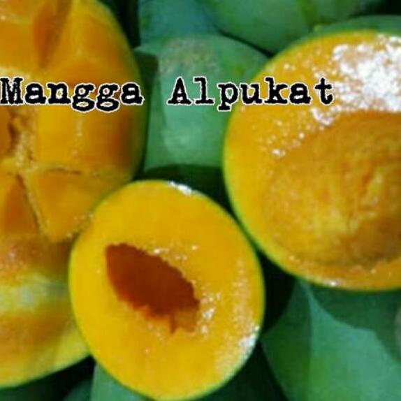 

HOT SALE Tanaman Bibit Buah Mangga Alpukat ➤ 857