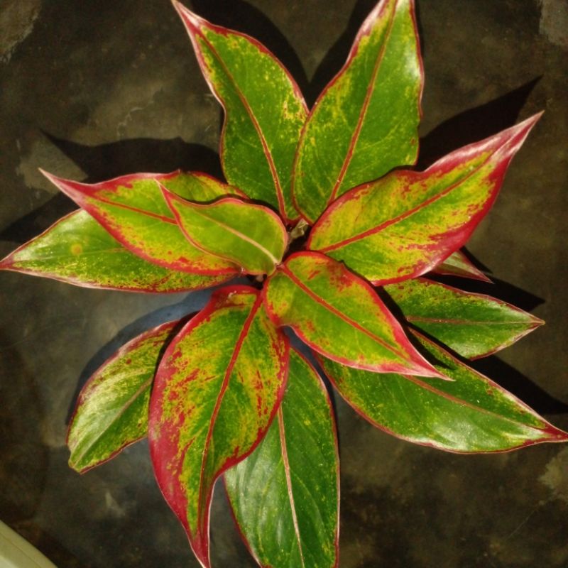 Tanaman Aglonema Lipstik/Aglonema Lipstik - Tanaman hias Aglonema