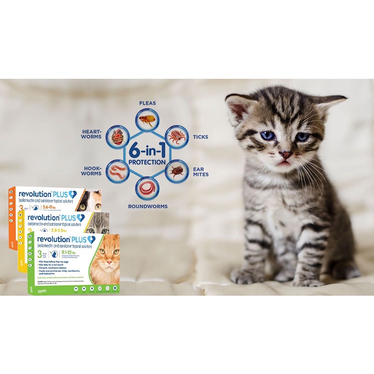 Revolution PLUS for Cat &amp; Kitten - Obat Anti Kutu Kucing (HARGA UNTUK 1 TUBE)