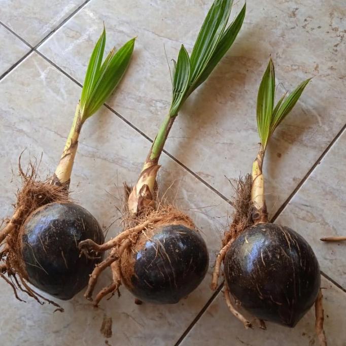 Bahan Bonsai Kelapa Bibit Bonsai kelapa Gading Kelapa bonsai