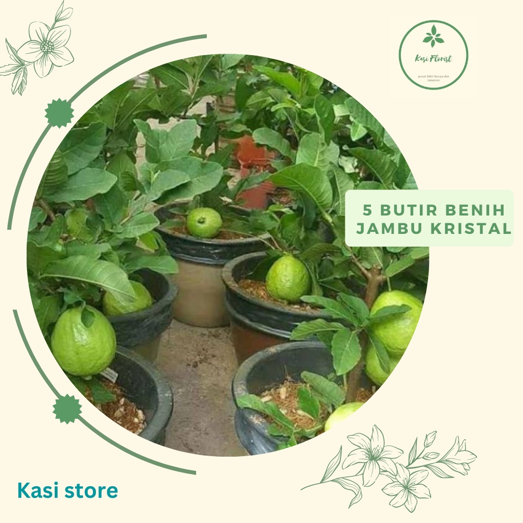 5 BUTIR BENIH JAMBU KRISTAL
