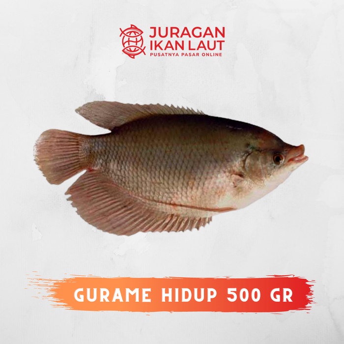 

Ikan Gurame Hidup Segar Berkualitas - 500 Gram
