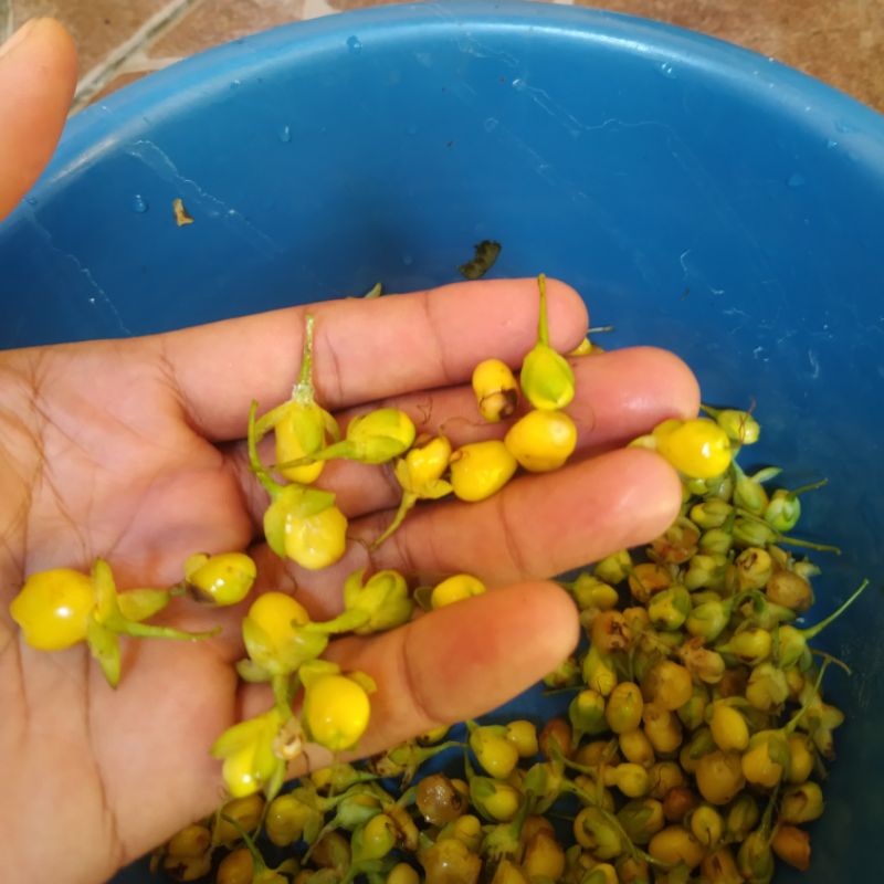 biji bonsai serut /streblus asper