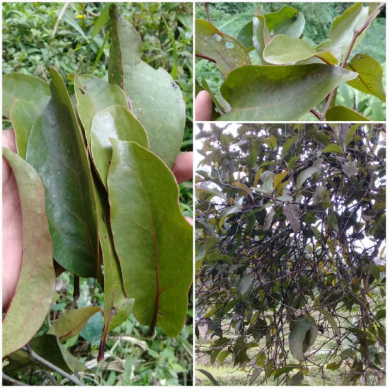 

Daun benalu mangga segar 250 gram