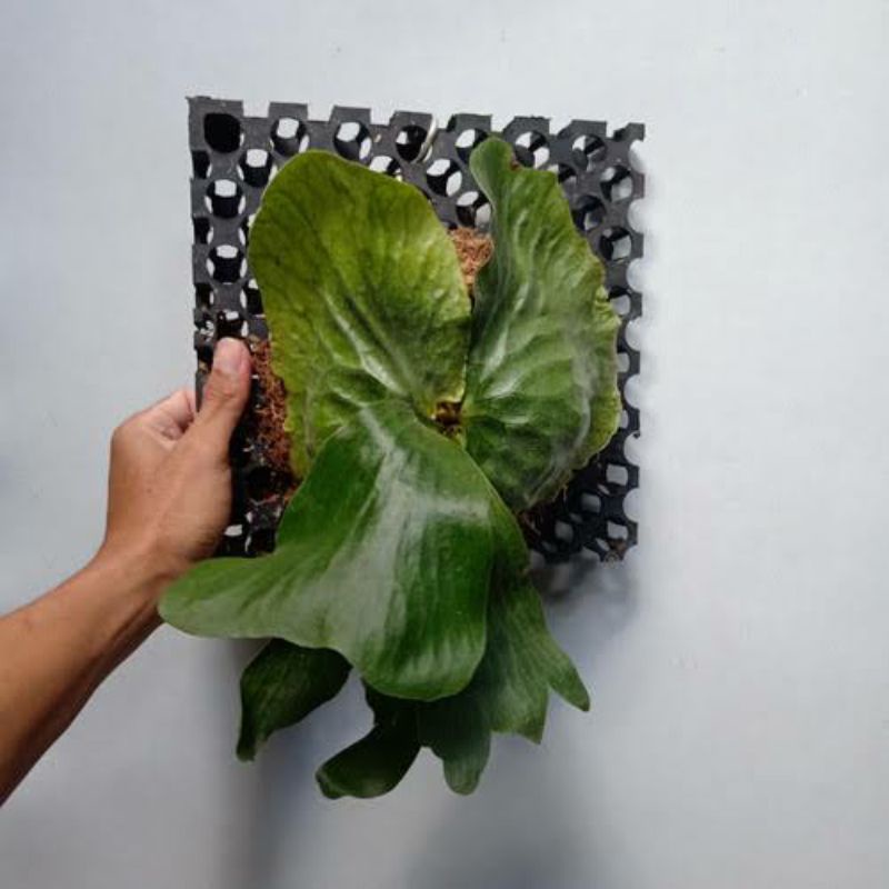 platycerium erawan anakan