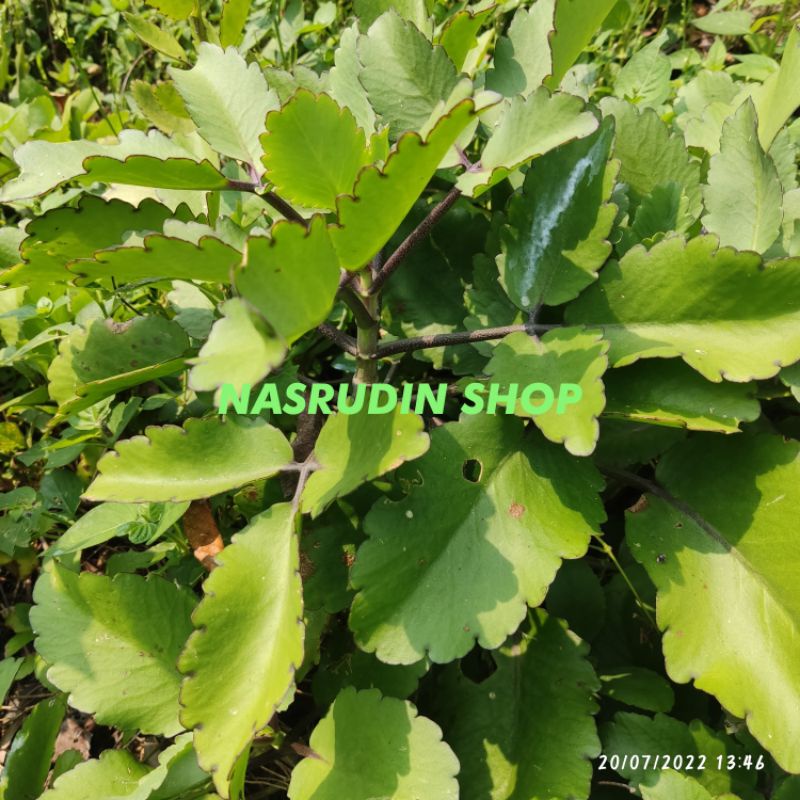 

[Fresh] BIBIT COCOR BEBEK BIBIT TANAMAN COCOR BEBEK KALANCHOE PINNATA