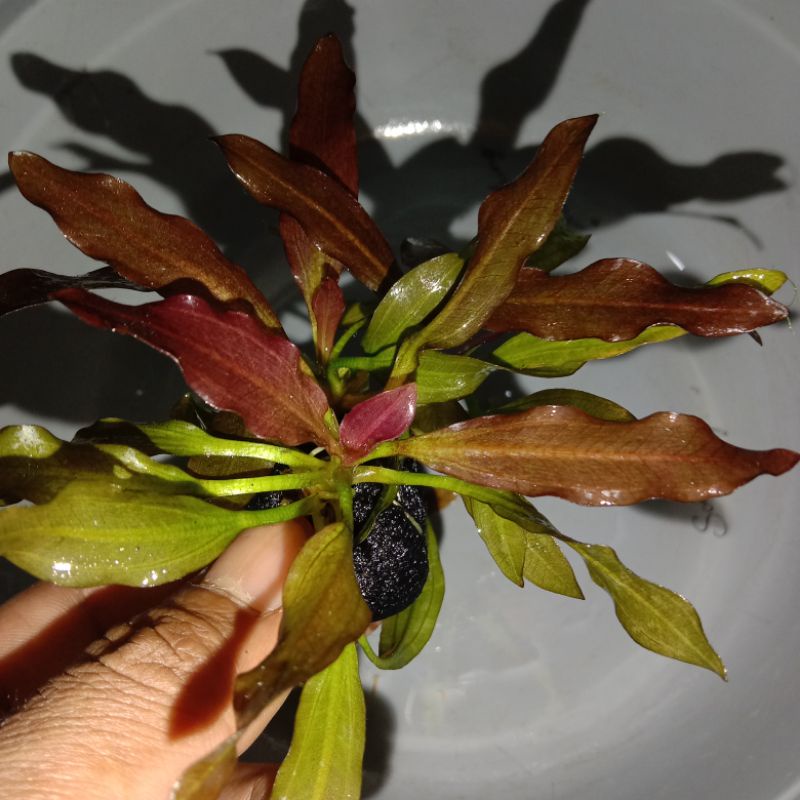 echinodorus red special tanaman hias aquascape akuarium
