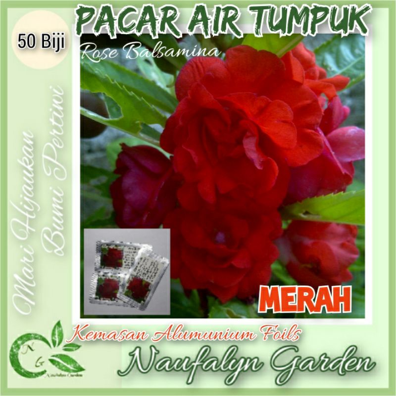 50 Benih Bibit Bunga Pacar Air Rose Balsamina Merah