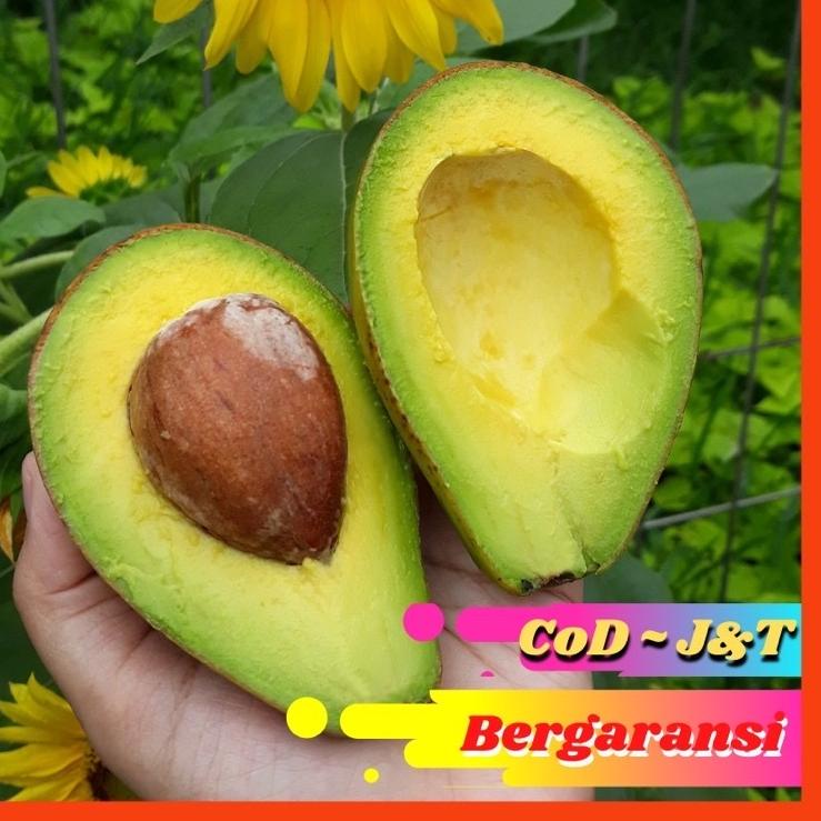 

Dijamin Ori>/ Alpukat Mentega Bergaransi PROMO (Isi 4 Buah)