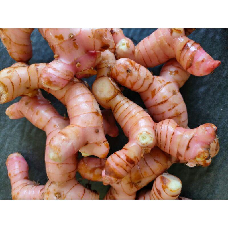 

lengkuas merah untuk herbal 1kg