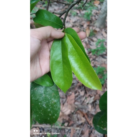 

DAUN SIRSAK SEGAR