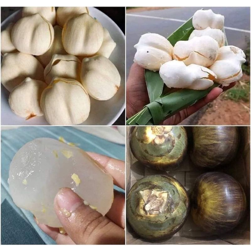 

buah lontar/siwalan utuh semarang