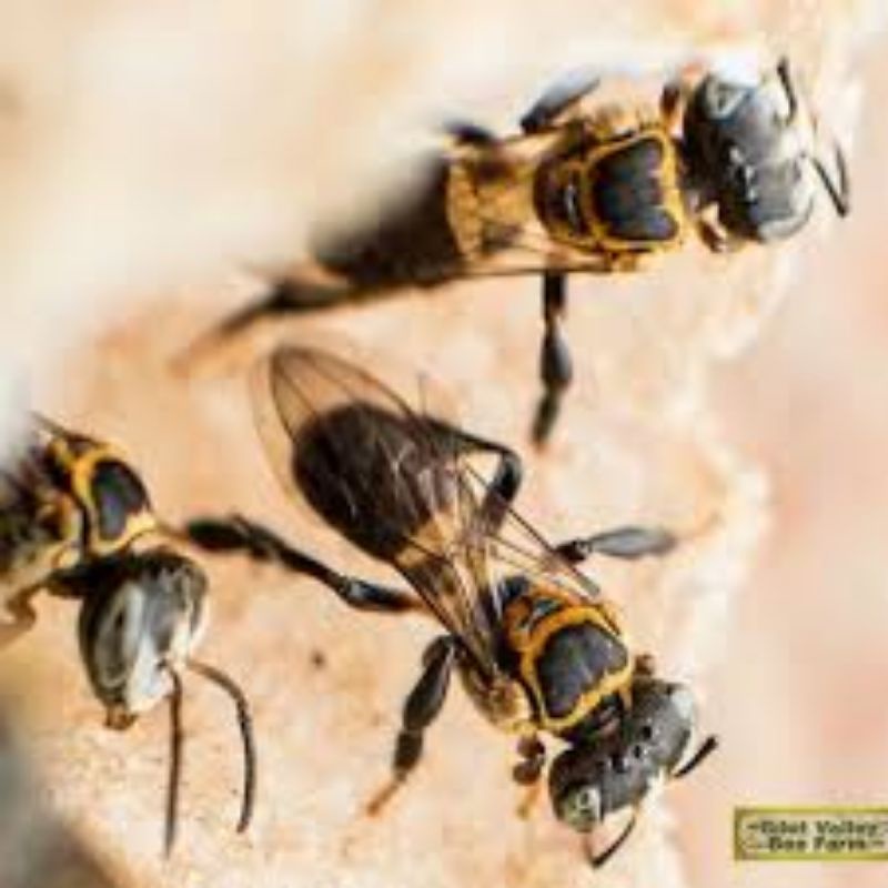 trigona/klanceng terminata di log ori