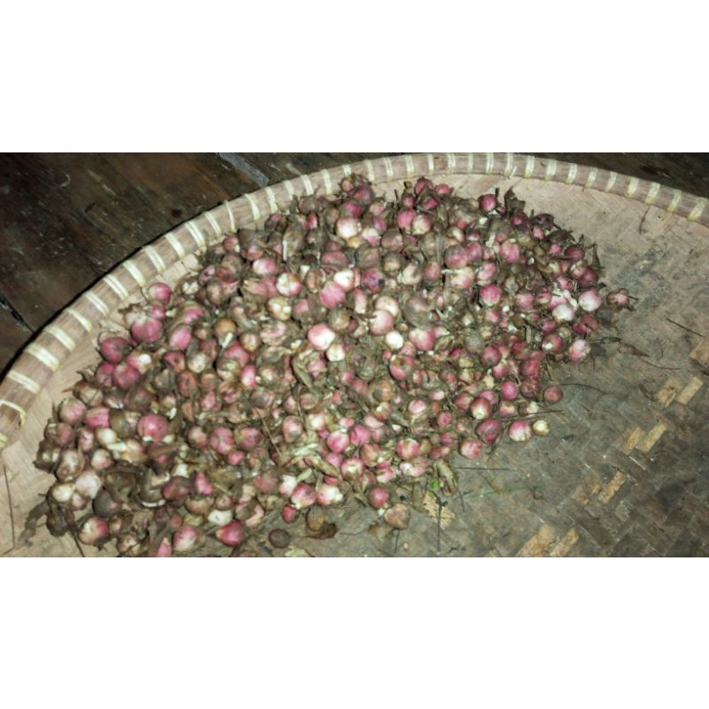 

kapol laga basah 250gram