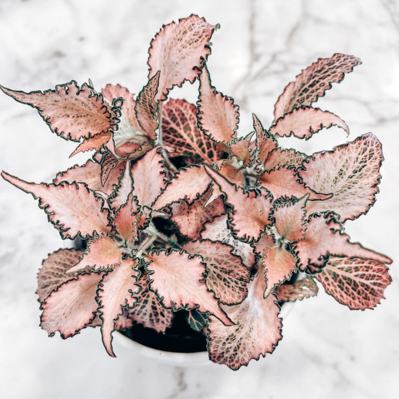 Tanaman hias Fittonia pink impor / Fittonia Frankie import
