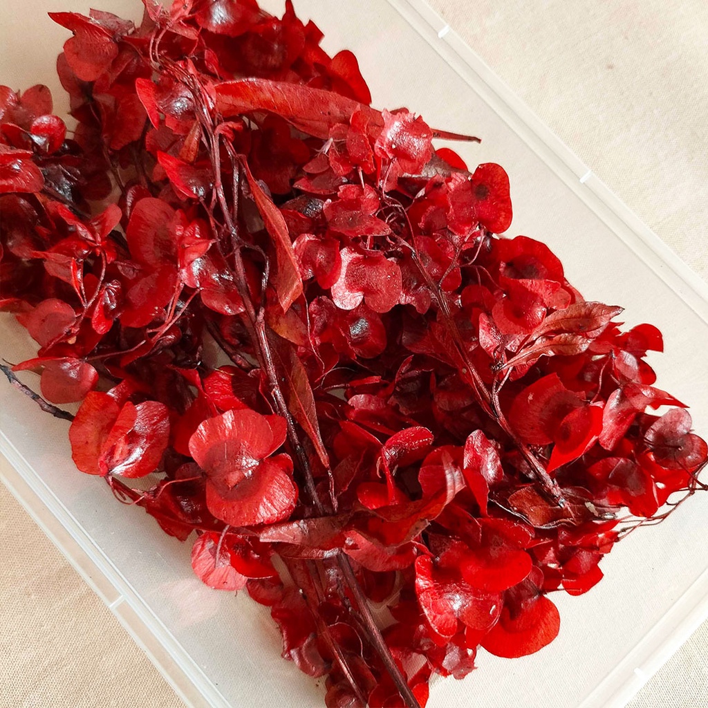 DIY Chinese New Year Preserved Red HopBush Dodonaea Flower Head Bunga Imlek  Dekorasi  New Year 2023 Decoration Preserved Flower Bunga Kering Dried Flower Dry Flower  Tahun Baru Imlek