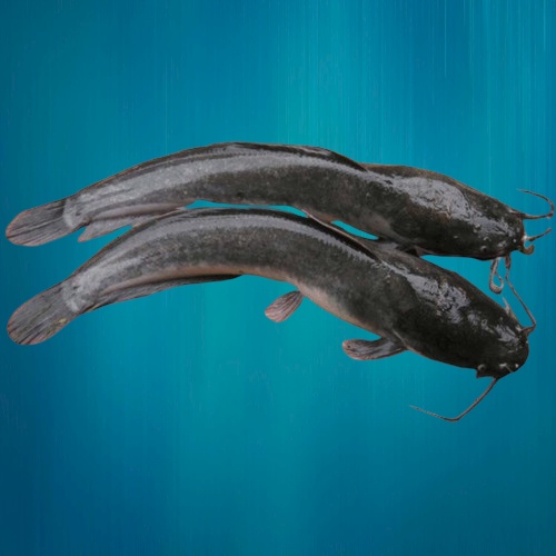 

( PER 1 KG ) ~ IKAN LELE SEGAR