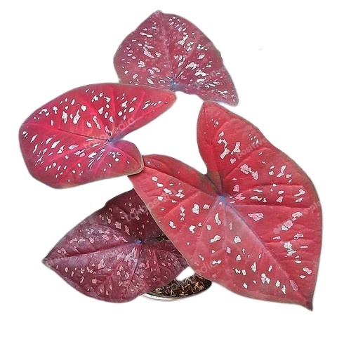 Caladium DOH/ bunga caladium DOH/  Tanaman Hias Hidup/ Tanaman Hias Murah Meriah/ Tanaman Hias Hidup