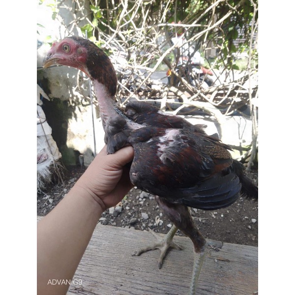 Vitamin kesehatan Ayam Bonus Anakan Ayam Mangon Yokeree