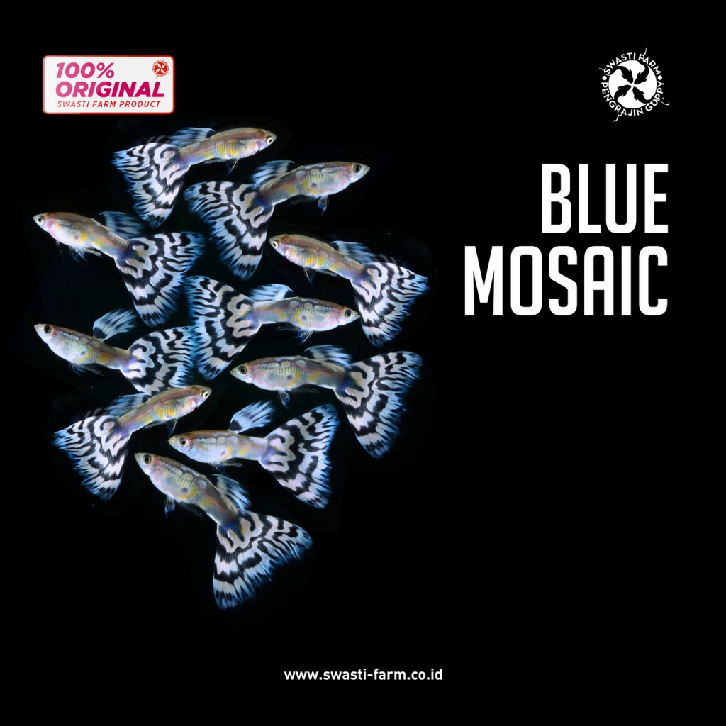 Ikan Guppy Blue Mosaic