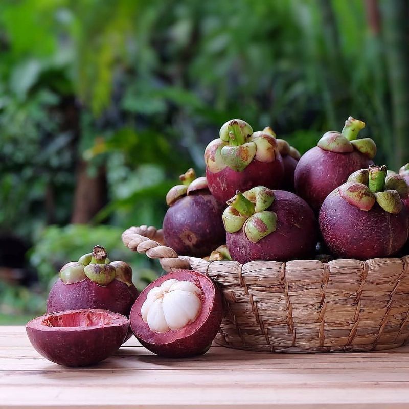 Pupuk Booster Organik Pelebat Buah Manggis Dan Perangsang Agar Cepat Berbuah