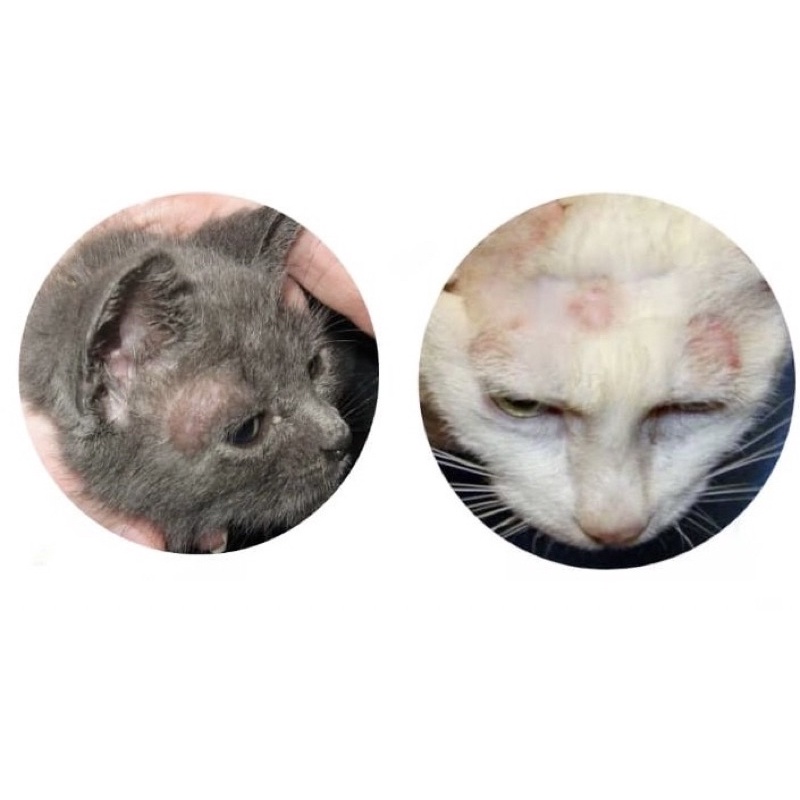 Salep Jamur Kucing Mico Salep Anti Jamur Salep Kulit Anjing Kucing