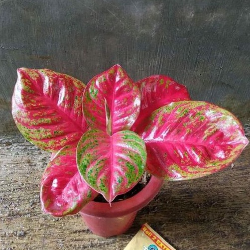 aglonema Wulandari cantik anakan baby