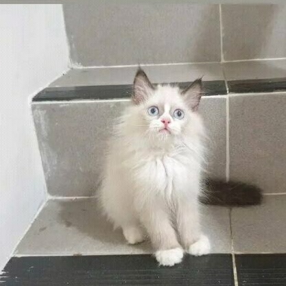 jual anak kucing ragdol ragdoll ragdool rakdol adopsi kucing peliharan