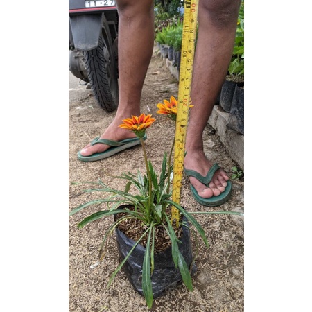 Tanaman gazani mini orange blooming sunflower (gazania) - BAKUL KEMBANG