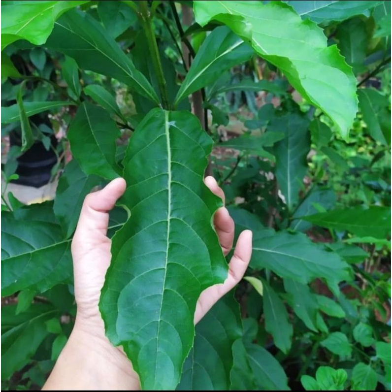 

Daun sengugu segar siap petik