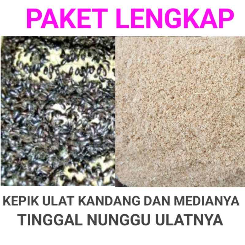 Paket lengkap kepik ulat kandang dan media ternaknya