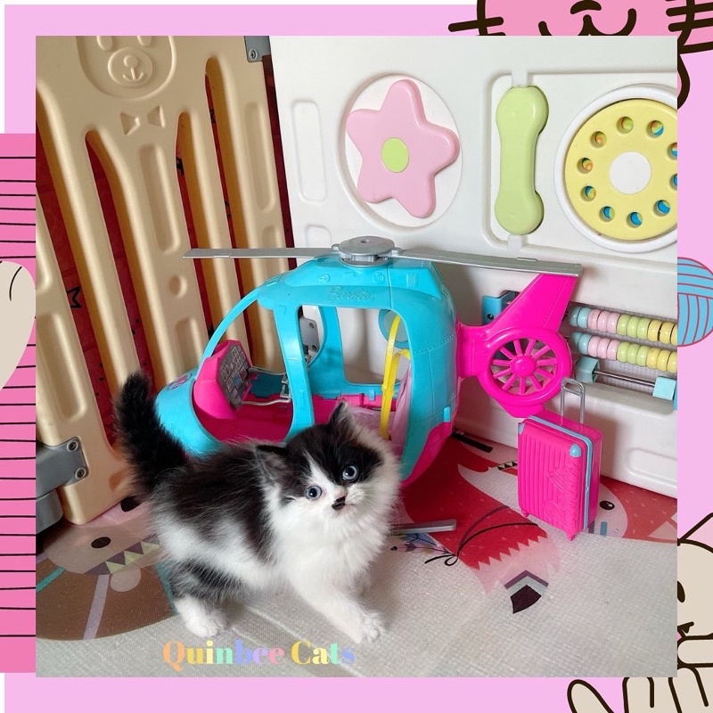 kucing Persia Flatnose Betina hitam putih Langka Mata Biru